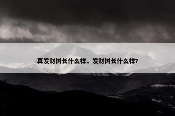 真发财树长什么样，发财树长什么样?