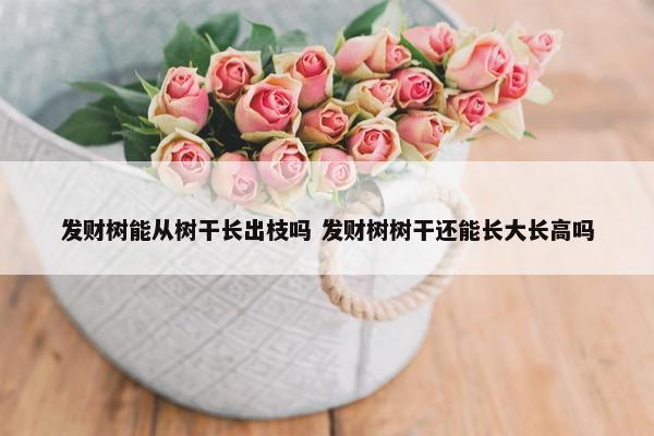 发财树能从树干长出枝吗 发财树树干还能长大长高吗