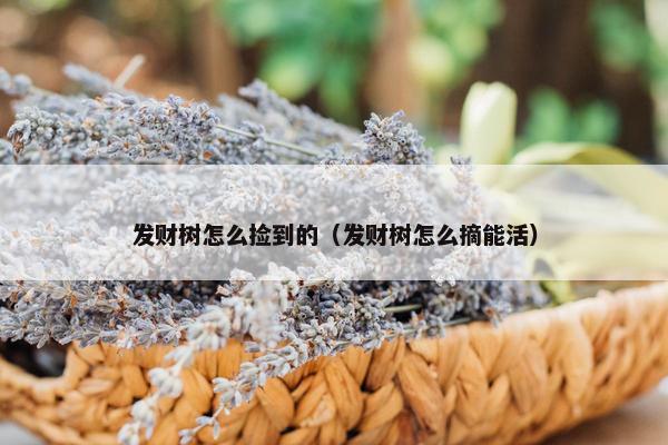 发财树怎么捡到的（发财树怎么摘能活）