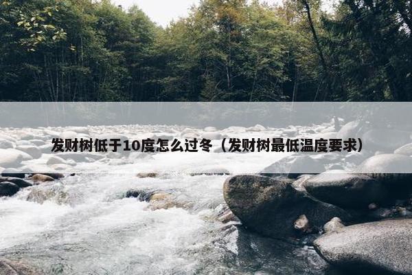 发财树低于10度怎么过冬（发财树最低温度要求）