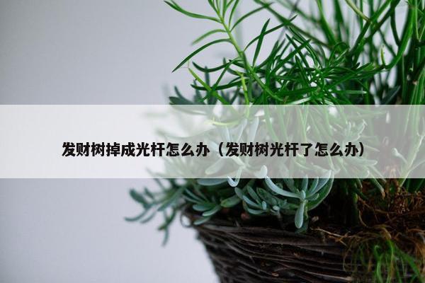 发财树掉成光杆怎么办（发财树光杆了怎么办）