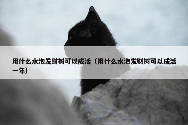 用什么水泡发财树可以成活（用什么水泡发财树可以成活一年）