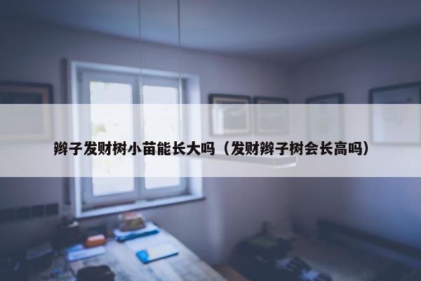 辫子发财树小苗能长大吗（发财辫子树会长高吗）