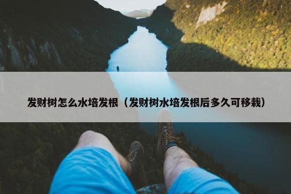 发财树怎么水培发根（发财树水培发根后多久可移栽）