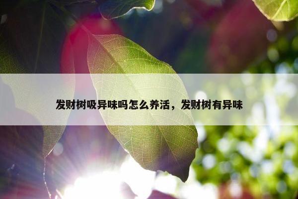 发财树吸异味吗怎么养活，发财树有异味