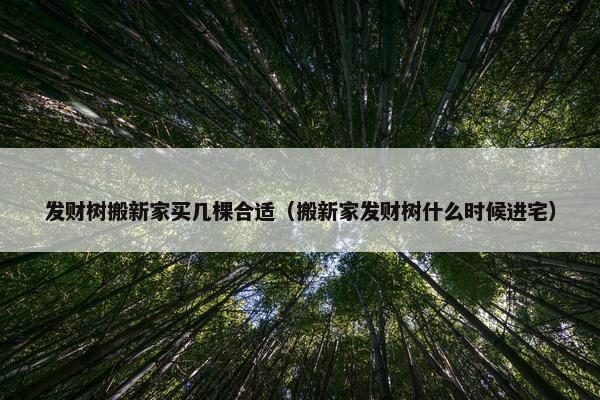 发财树搬新家买几棵合适（搬新家发财树什么时候进宅）