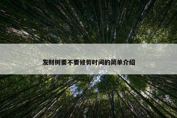 发财树要不要修剪时间的简单介绍