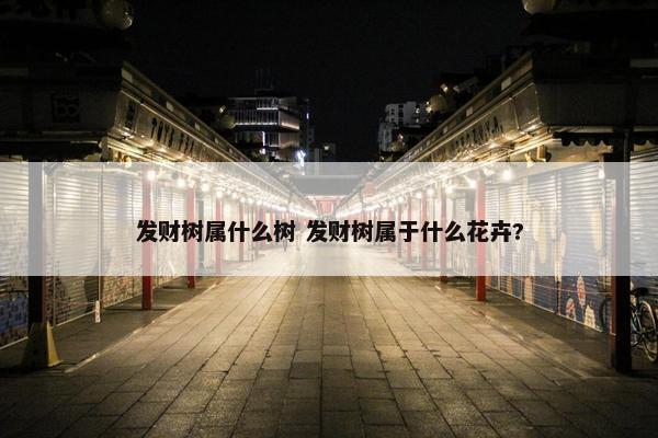 发财树属什么树 发财树属于什么花卉?