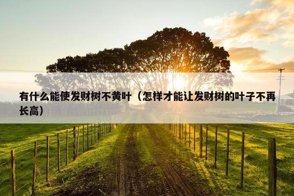 有什么能使发财树不黄叶（怎样才能让发财树的叶子不再长高）