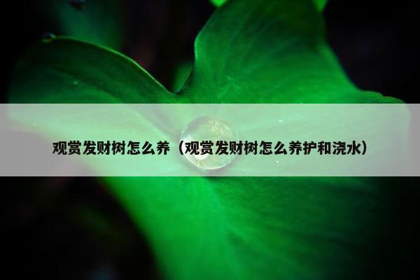 观赏发财树怎么养（观赏发财树怎么养护和浇水）