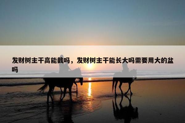 发财树主干高能截吗，发财树主干能长大吗需要用大的盆吗