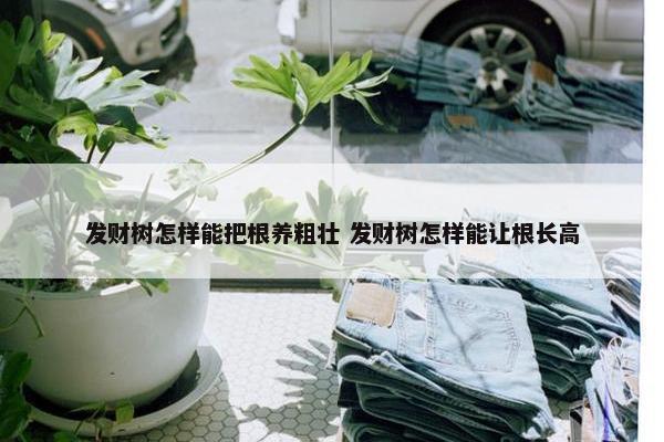 发财树怎样能把根养粗壮 发财树怎样能让根长高