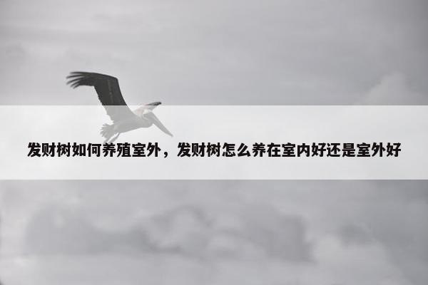 发财树如何养殖室外，发财树怎么养在室内好还是室外好