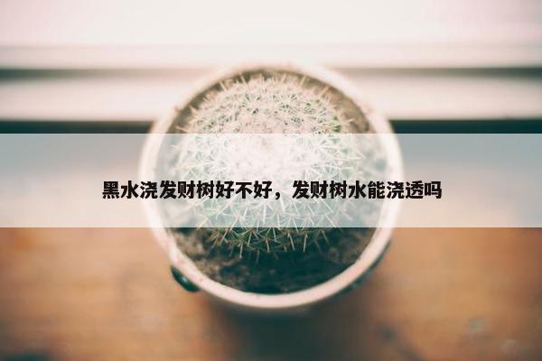 黑水浇发财树好不好，发财树水能浇透吗