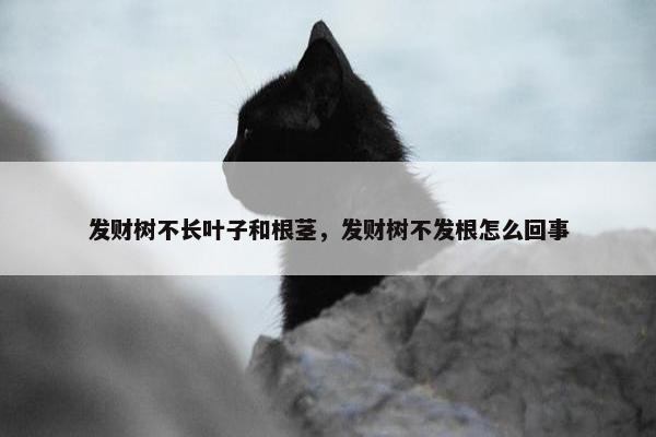 发财树不长叶子和根茎，发财树不发根怎么回事