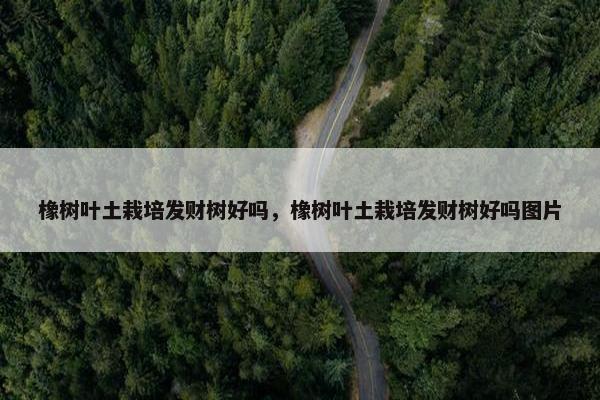 橡树叶土栽培发财树好吗，橡树叶土栽培发财树好吗图片