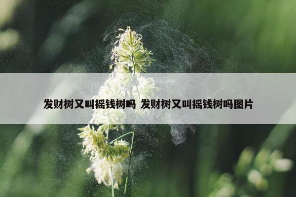 发财树又叫摇钱树吗 发财树又叫摇钱树吗图片