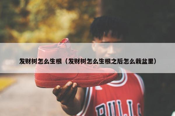 发财树怎么生根（发财树怎么生根之后怎么栽盆里）