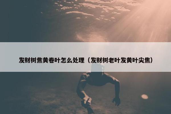 发财树焦黄卷叶怎么处理（发财树老叶发黄叶尖焦）