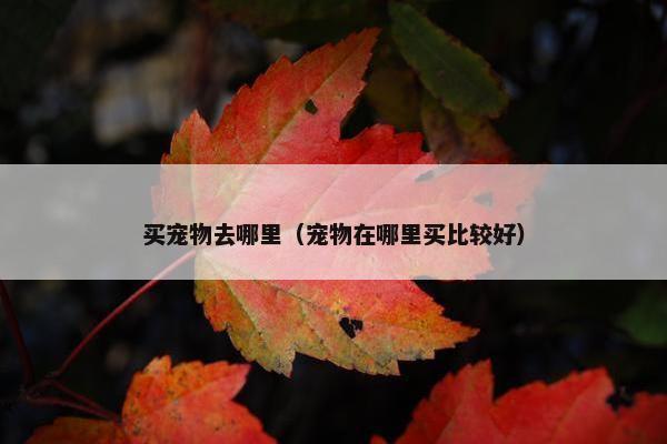 买宠物去哪里（宠物在哪里买比较好）