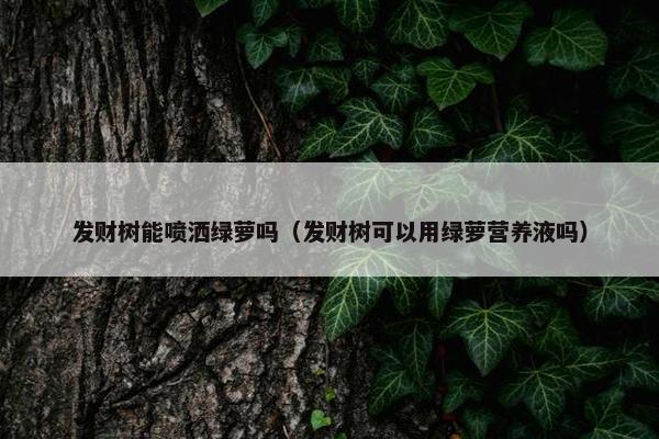 发财树能喷洒绿萝吗（发财树可以用绿萝营养液吗）