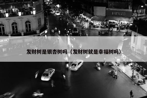 发财树是银杏树吗（发财树就是幸福树吗）