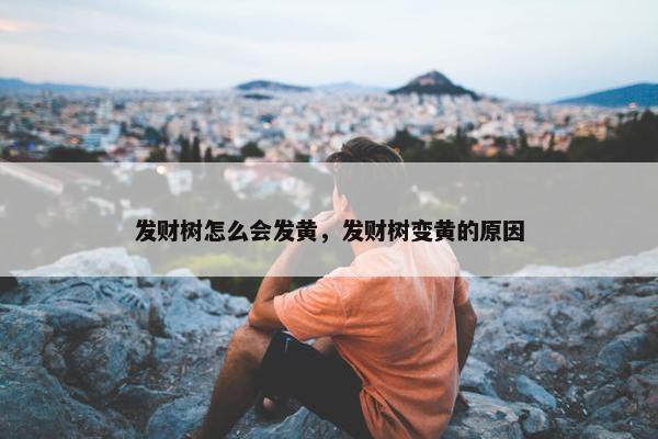 发财树怎么会发黄，发财树变黄的原因