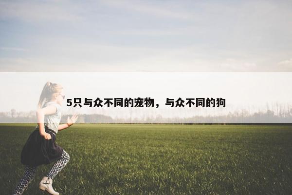 5只与众不同的宠物，与众不同的狗