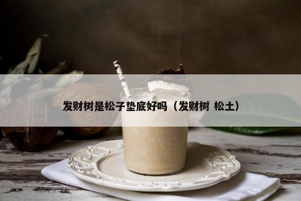 发财树是松子垫底好吗（发财树 松土）