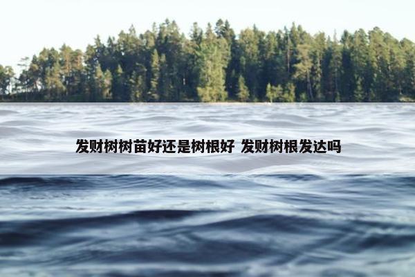 发财树树苗好还是树根好 发财树根发达吗