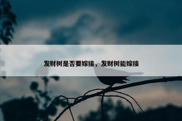 发财树是否要嫁接，发财树能嫁接