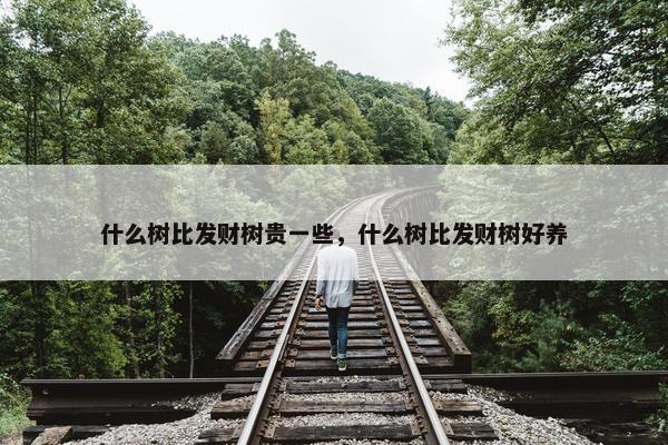 什么树比发财树贵一些，什么树比发财树好养