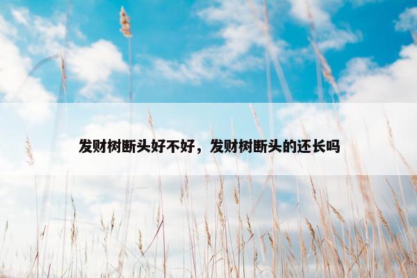 发财树断头好不好，发财树断头的还长吗