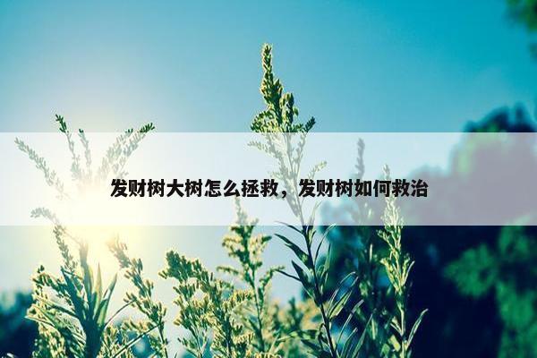 发财树大树怎么拯救，发财树如何救治