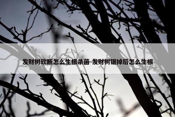 发财树砍断怎么生根杀菌 发财树锯掉后怎么生根