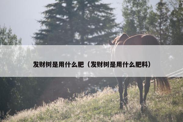 发财树是用什么肥（发财树是用什么肥料）