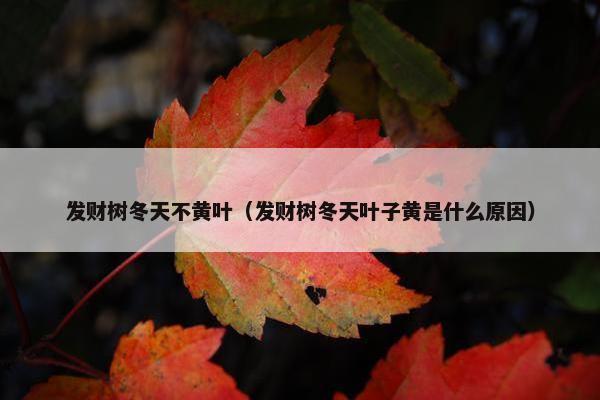 发财树冬天不黄叶（发财树冬天叶子黄是什么原因）