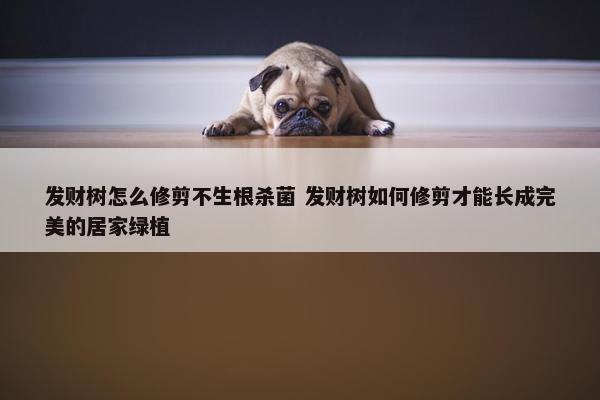 发财树怎么修剪不生根杀菌 发财树如何修剪才能长成完美的居家绿植