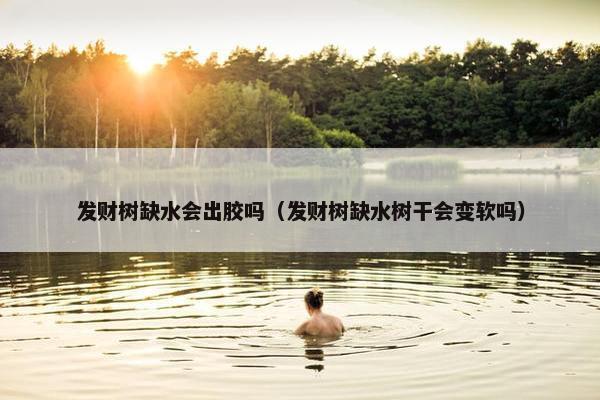 发财树缺水会出胶吗（发财树缺水树干会变软吗）