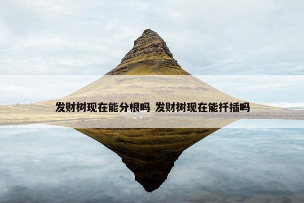 发财树现在能分根吗 发财树现在能扦插吗