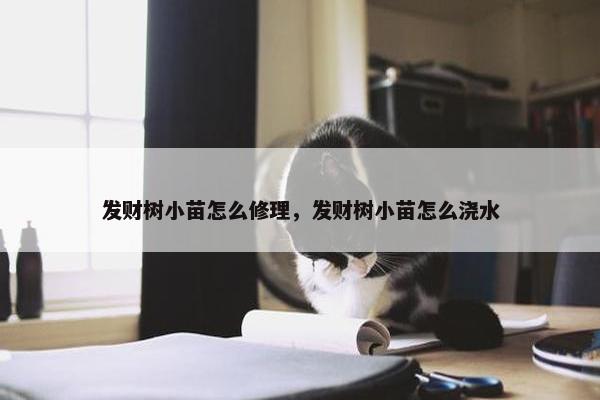 发财树小苗怎么修理，发财树小苗怎么浇水