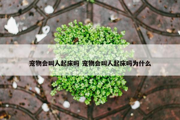 宠物会叫人起床吗 宠物会叫人起床吗为什么