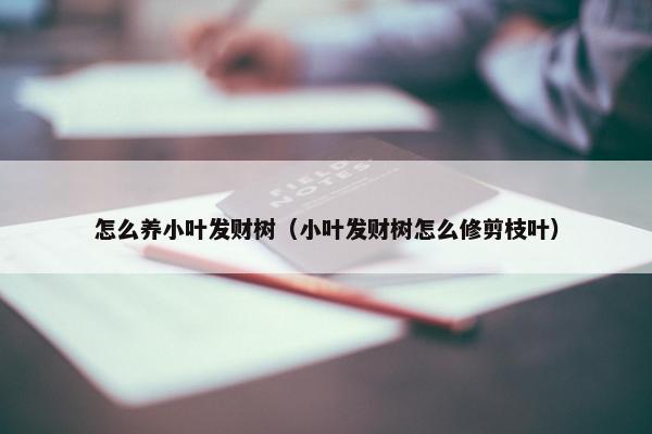 怎么养小叶发财树（小叶发财树怎么修剪枝叶）