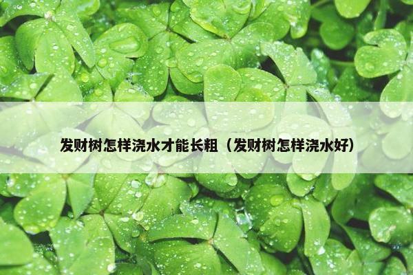 发财树怎样浇水才能长粗（发财树怎样浇水好）