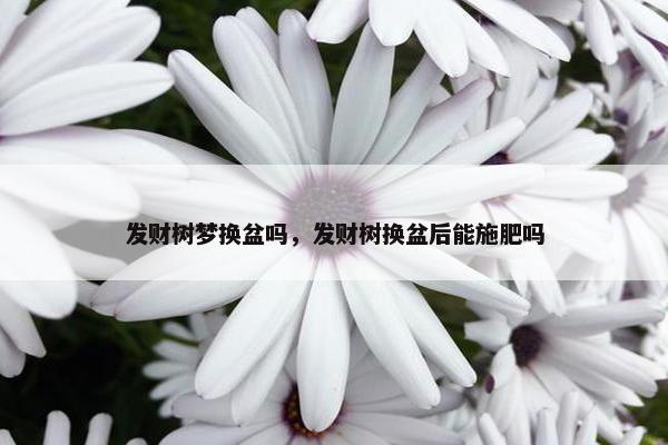 发财树梦换盆吗，发财树换盆后能施肥吗