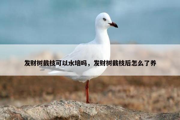 发财树截枝可以水培吗，发财树截枝后怎么了养