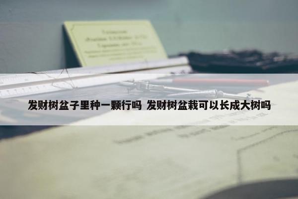 发财树盆子里种一颗行吗 发财树盆栽可以长成大树吗