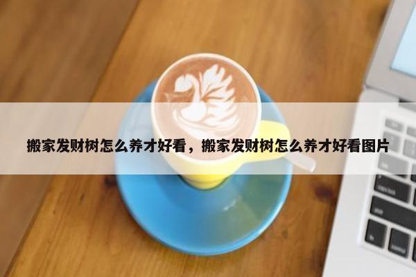 搬家发财树怎么养才好看，搬家发财树怎么养才好看图片