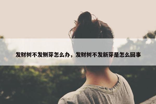 发财树不发侧芽怎么办，发财树不发新芽是怎么回事