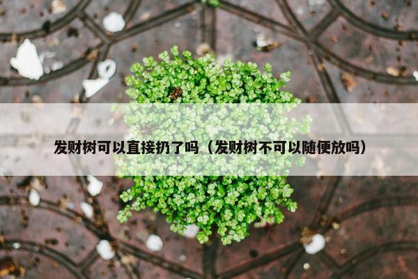 发财树可以直接扔了吗（发财树不可以随便放吗）